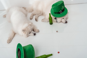 dogs with green hats and beer bottles