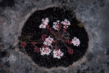 Flower in a circle