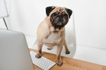 business dog with desktop computer