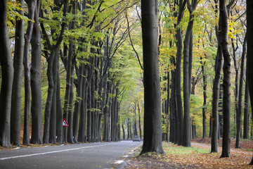 car on road in autumnal forset near austerlitz on utrechtse heuvelrug in holland