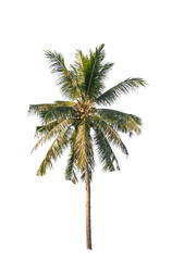 Naklejka na ściany i meble Coconut palm tree on white isolated