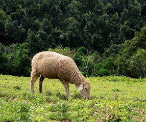 Obraz na płótnie Canvas Sheep eating grass in the field