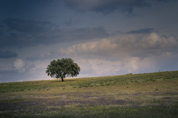&Aacute;rvore Sozinha