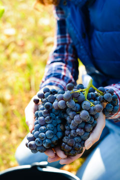 cheerful young woman oenologist wine specialist checking if grapes are ready to be harvested in vineyard during wine harvest season autumn- Cepage Grenache, Chateauneuf du Pape, cotes du Rhone, France