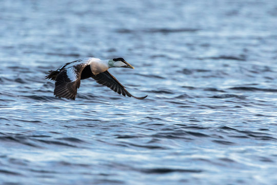 Common Eider male flying over blue ocean in winter