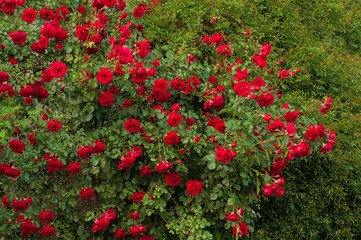 Bright red roses with buds on a background of a green bush after rain. Beautiful red roses in the summer garden. Background with many red summer flowers.