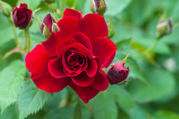 Bright red rose with buds on a background of a green bush. Beautiful red rose in the summer garden. Background with one red summer flower.