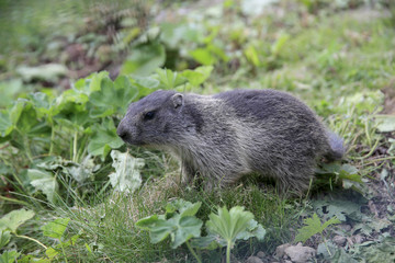 Murmeltier auf Bergwiese, Marmota marmota
