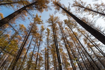 秋のカラマツ林