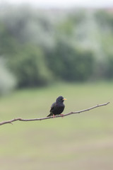 Starling