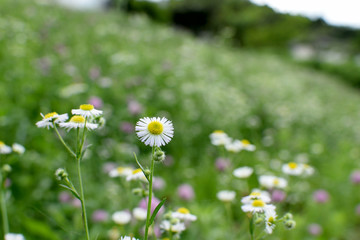 Eastern daisy - Erigeron annuus. It is called “Himejyoon” in Japan.
