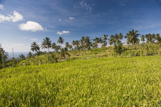 Rice field with rice at maturity, ready to be harvested and coconut trees, Senaru, Lombok, Indonesia