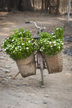 Bicycle loaded with flowers, Hsipaw or Thibaw, Burma