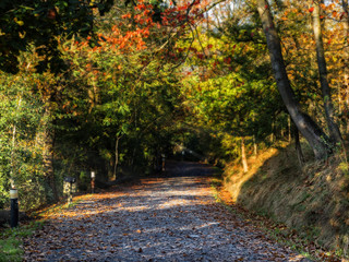 Fototapeta na wymiar Autumn path