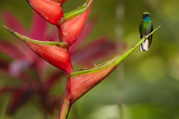 White-tailed Sabrewing, Campylopterus ensipennis, very rare, endemic hummingbird perched on red heliconia bihai flower against blurred background.Almost extinct specie of hummingbird from   Tobago