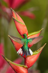 White-tailed Sabrewing, Campylopterus ensipennis, endemic hummingbird flying over red heliconia bihai flower against blurred background. Due hurricane Flora almost extinct hummingbird, island Tobago.