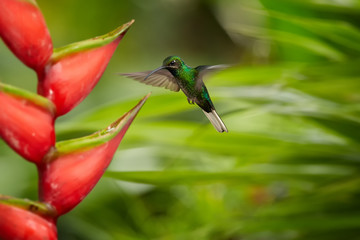 White-tailed Sabrewing, Campylopterus ensipennis, endemic hummingbird flying over red heliconia bihai flower against blurred background. Due hurricane Flora almost extinct hummingbird, island Tobago.