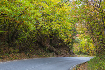 The curved road through autumn forest in the Tuscany mountains, Italy