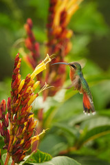 Long tailed green hummingbird Glaucis hirsutus Rufous-breasted Hermit feeding from cluster of yellow flowers. Green blurry flowers and plants in background. Wildlife photography, Asa Wright, Tobago.