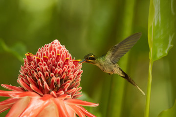 Adroit, longtail wild green hummingbird Green Hermit Phaethornis guy feeding from Red Torch Ginger Flower in acrobatic position. Wild hummingbird in the Main Ridge forest. Trinidad & Tobago.