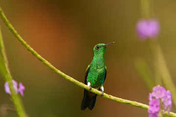 Shining green hummingbird with coppery colored wings Copper-rumped Hummingbird, Amazilia tobaci, perched on twig against colorful distant green  background with violet flower. Trinidad and Tobago.