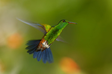 Shining green hummingbird with coppery colored wings Copper-rumped Hummingbird, Amazilia tobaci, hovering in the air against colorful distant green  background with violet flower. Trinidad and Tobago.