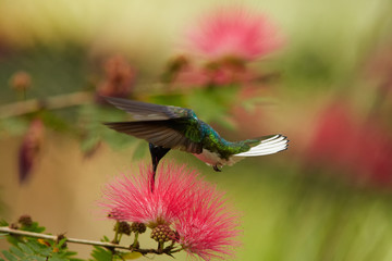 Close up photo of beautiful shining blue hummingbird, White-necked Jacobin, Florisuga mellivora, feeding on nectar from red, brush flower of Albizia tree. Mimosa flowers in background. Trinidad.