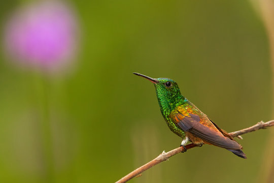 Shining green hummingbird with coppery colored wings Copper-rumped Hummingbird, Amazilia tobaci, perched on twig against colorful distant green  background with violet flower. Trinidad and Tobago.
