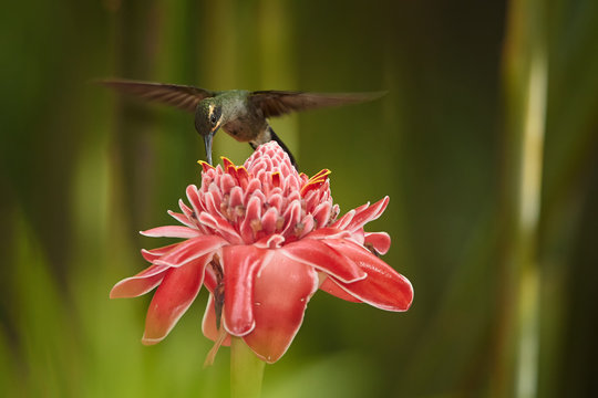 Adroit, longtail wild green hummingbird Green Hermit Phaethornis guy feeding from Red Torch Ginger Flower in acrobatic position. Wild hummingbird in the Main Ridge forest. Trinidad & Tobago.