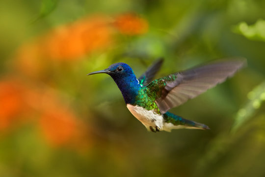 Close up photo, beautiful shining blue hummingbird, White-necked Jacobin Florisuga mellivora hovering in the air. Blurred colorful flowers in background, nice bokeh. Rain forest, Colombia.
