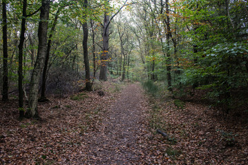Veluwe forest path in autumn
