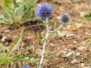 Wildflowers in sunny summer day