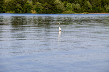 Little egret or white heron (Egretta garzetta) on the river Dnieper