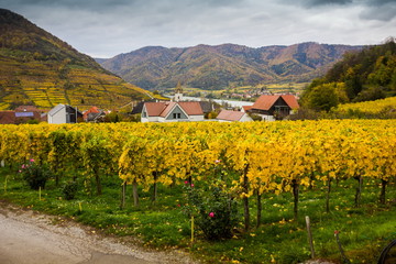 Obraz premium Famous vineyards in Wachau, Spitz, Austria
