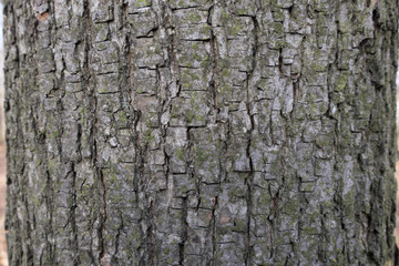 tree trunk and bark