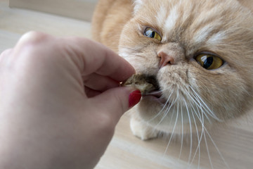 hand feeds cat