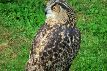 owl