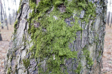 beautiful green moss on the bark of a tree