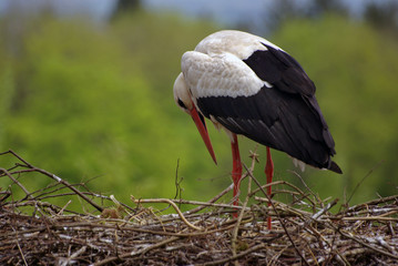 Storch steht im Nest