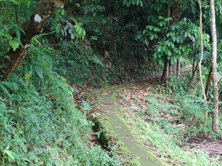 Fall tree roots in the forest with green foliage and paths of rice fields and waters

