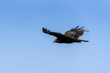 Turkey Vulture