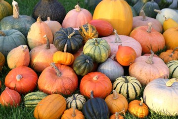 Squash and pumpkins.
