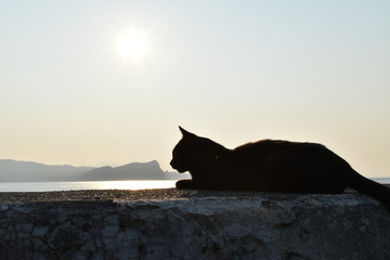 夕日と黒猫