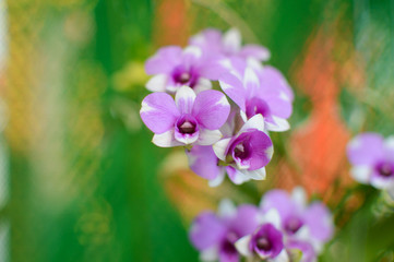 Beautiful orchid flowers（蘭の花）