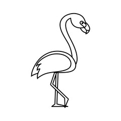 Beautiful flemish bird