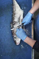 fresh fish in a fishshop