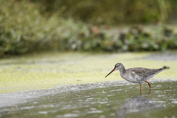 ツルシギ(spotted redshank)