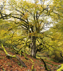 Fototapeta premium Enorme árbol (haya) en un bosque durante el otoño - Asturias, España