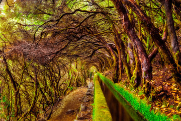 Beautiful forest trail in the mountains, along levada 25 Fontes  - obrazy, fototapety, plakaty