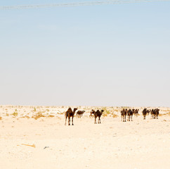 Fototapeta na wymiar in oman empty quarter of desert a free dromedary near the sky